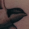Sparrow
