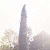 tusk