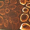The photogram