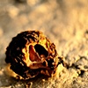 insides