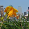 Flower Over NYC