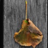Pear Impression
