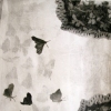 Butterfly series- Caught in net