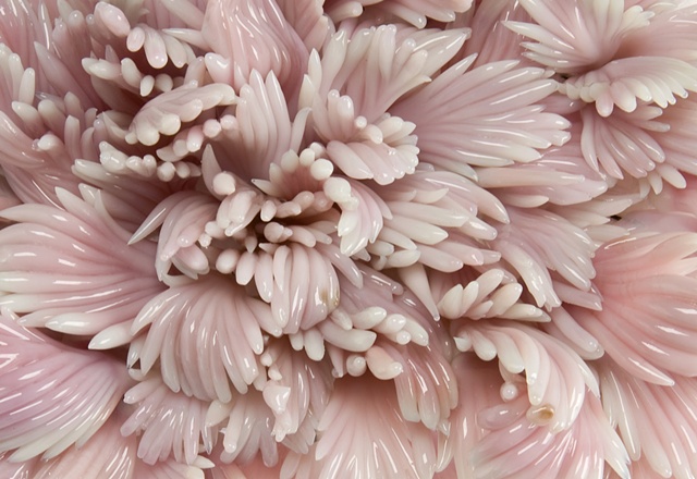 Peach Blow Away
(Detail)