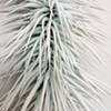 Spike (Detail) 
