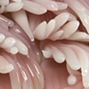 Peach Blow Away
(Detail)