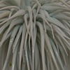 Spike