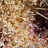 The Revelation of a Serqet. 
(Detail) 