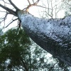 slick tree