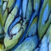 "cocoons"