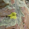 rock lichen