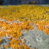 rock lichen