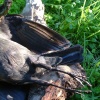 still bird