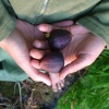 figs in the mountains near ukiah, CA