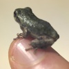 frog on finger