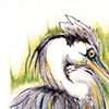 blue heron