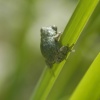 tree frog
