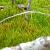 moss texture