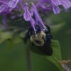 pollinator