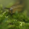 slug