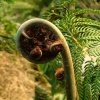 unfurling 2