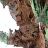 core texture