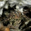 wood toad