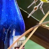 blue bottle summer light