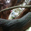 lo in tree. 