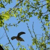 mourning in flight