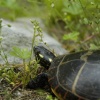 sun turtle