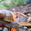coco snail