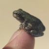 frog on finger