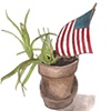 American Aloe