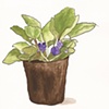 African Violet