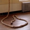 Spinal Column