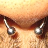 day old septum with 16 gauge 3/8ths circular barbell.