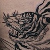 tiger in progress
