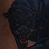 Panther cover up complete