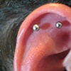 fresh cart. piercings with small barbells.  The two piercings will be linked up with a ring to form the orbital.
