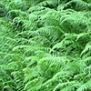 Wild Ferns