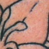 Hibiscus 2