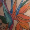 Birds of Paradise 3