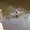 Ellie Swimming
