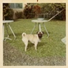 Butchie the pug #1