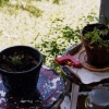 Untitled (planters and water gun)