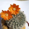 Hamburger Planters