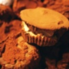 In the Time of Cupcakes