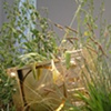 Microwave Planter