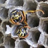 Untitled Bees